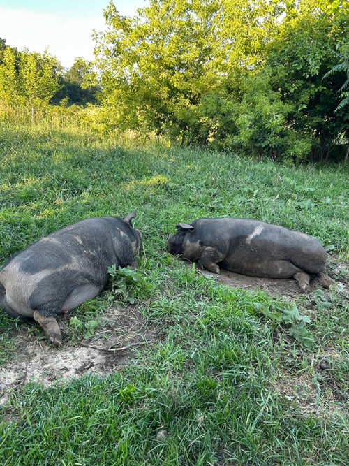 Low PUFA Corn, Soy Free Pork Share- 2026 Half Hog Smoked Standard Cut