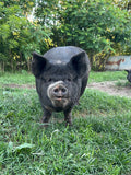 Low PUFA Corn, Soy Free Pork Share -2026 Whole Hog Smoked Standard Cut