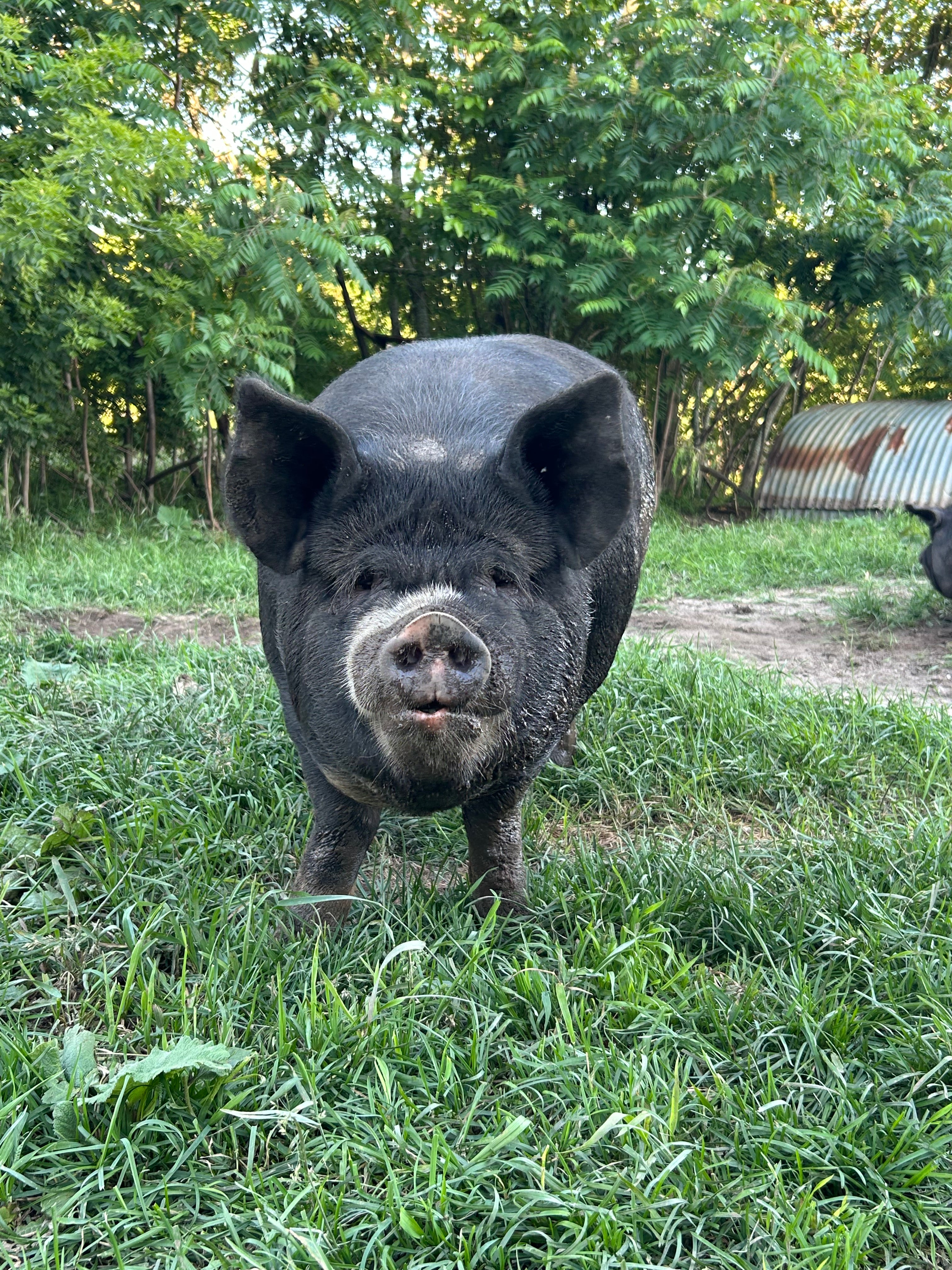 Low PUFA Corn, Soy Free Pork Share -2026 Whole Hog Smoked Standard Cut