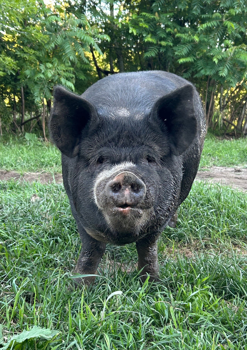 Low PUFA Corn, Soy Free Pork Share- 2026 Half Hog Smoked Standard Cut