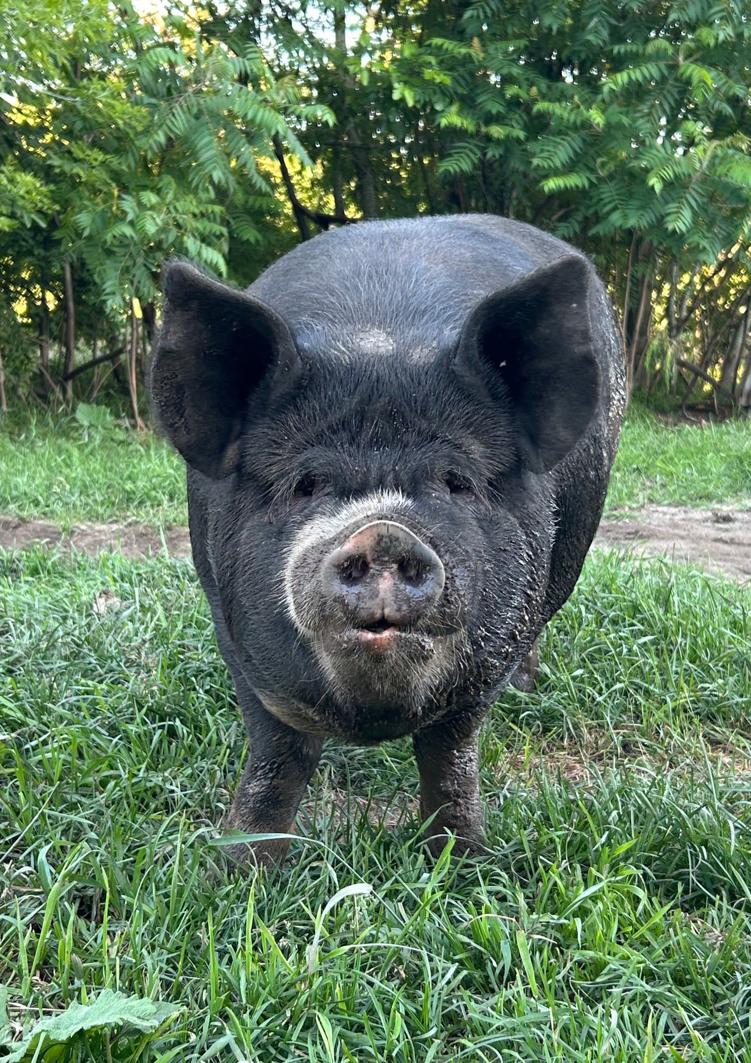 Low PUFA Corn, Soy Free Pork Share- 2026 Half Hog Smoked Standard Cut